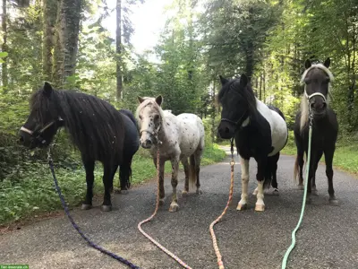 Pflege- und Bodenarbeit mit Shetlandponys sowie Isländer