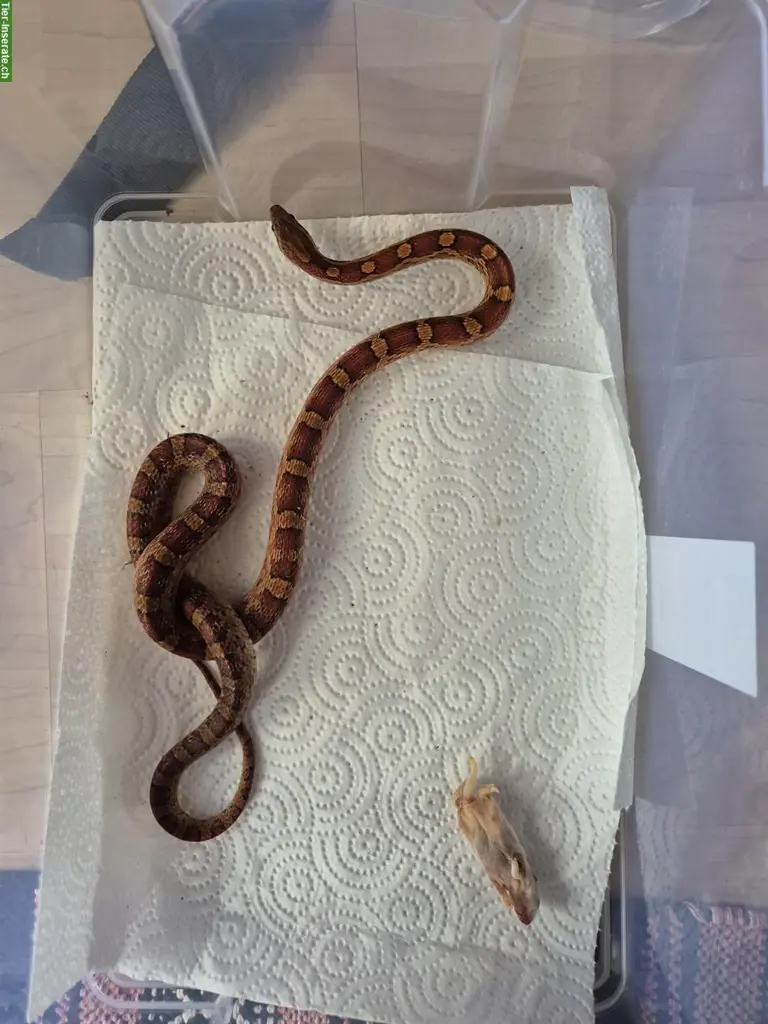 4 Kornnattern Babys, Weibchen
