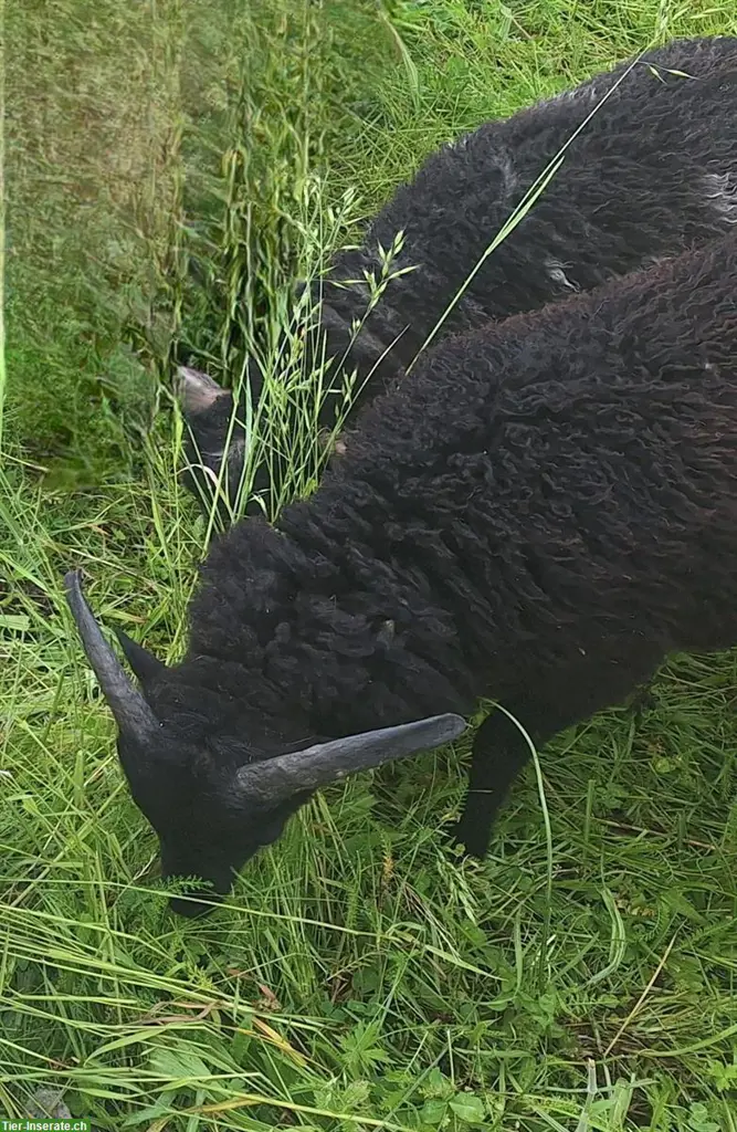 Reinrassige Ouessants/Zwergschafe: Jungbock Schwarz 2026 & 1 Auenlamm