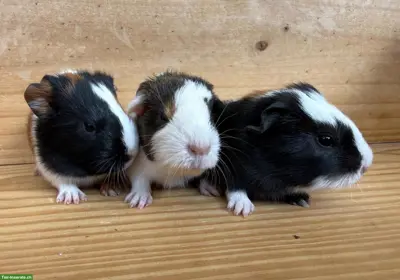 CH-Teddy Meerschweinchen Frühkastrate abzugeben