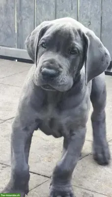 Deutsche Dogge Rüde mit FCI Papieren