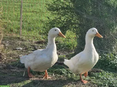 Peckingenten Paar