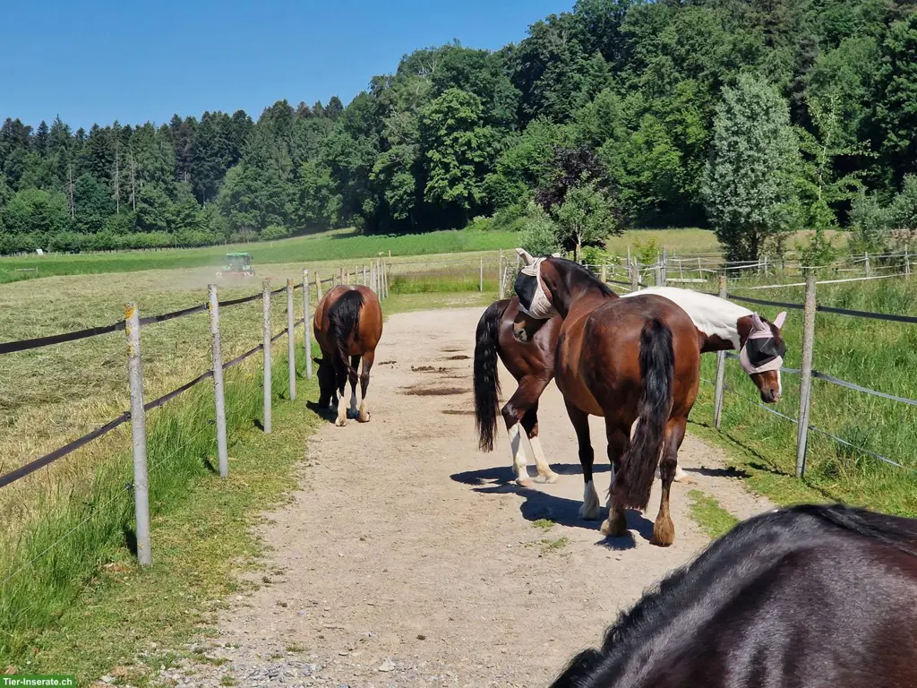 Stute barhuf gesucht in Offenstall, 5444 Künten (AG)