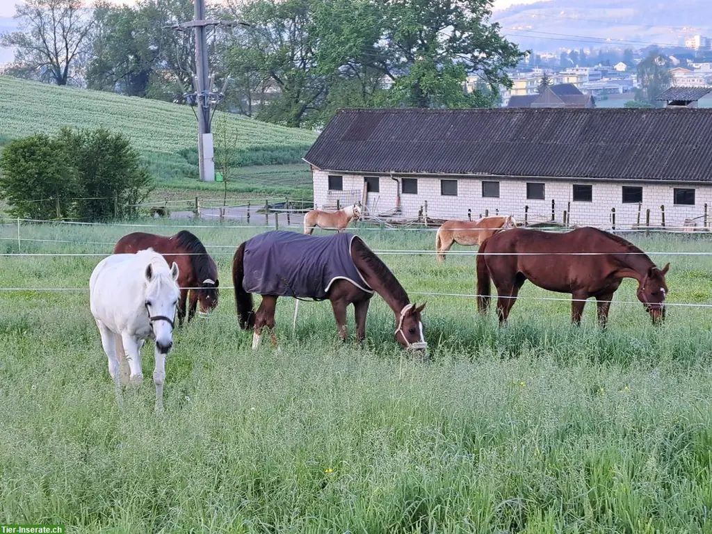 Grosse Pferdeboxen mit Auslauf in Schenkon bei Sursee