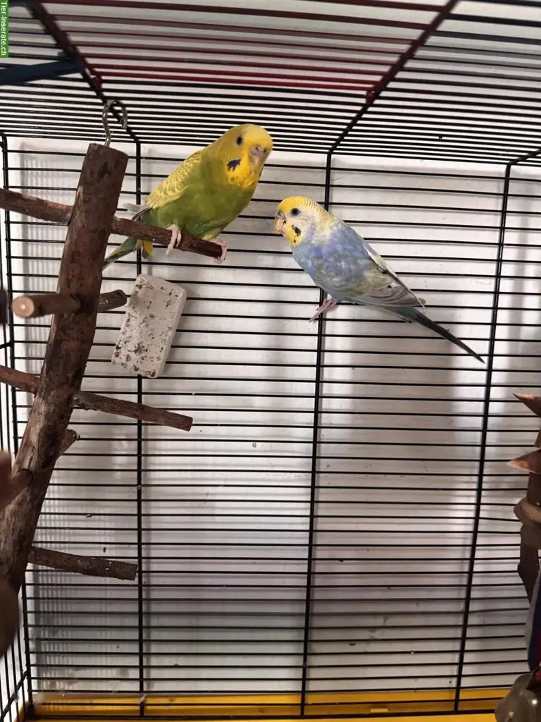 Wellensittiche Coco & Mango zu verkaufen