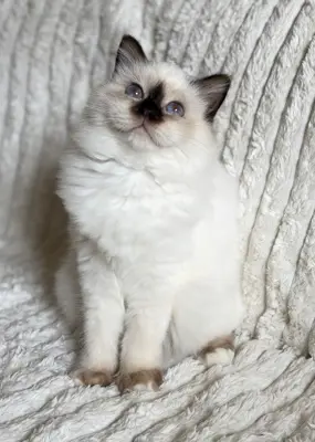 Heilige Birma Kitten