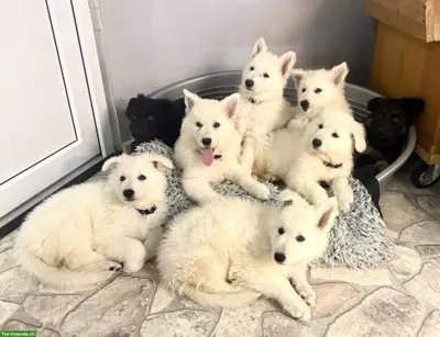 Berger Blanc Suisse Welpen