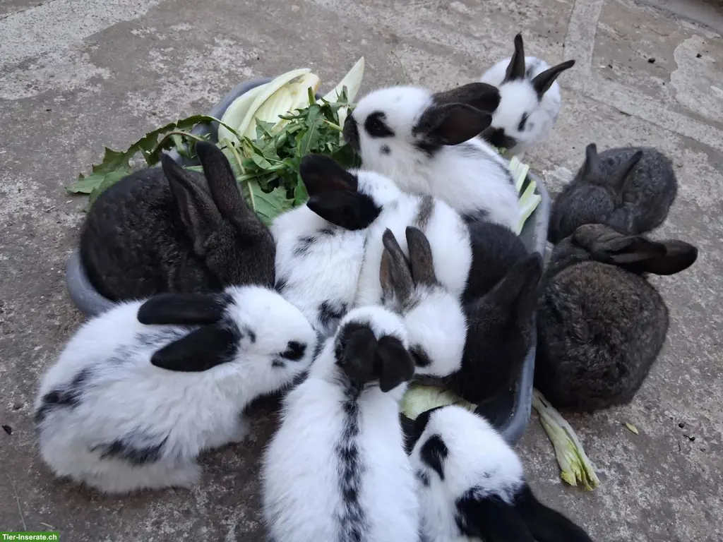 Riesenschecken Kaninchen zu vergeben