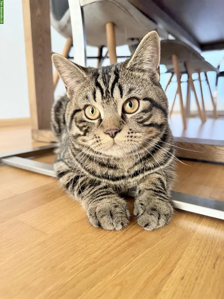 Sehr lieber BKH Deckkater