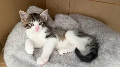 Main coon mixe verschmust und zutraulich