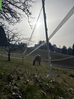 Pferdehaltung Offenstall in Bigenthal BE