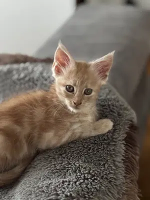 Maine Coon Kitten