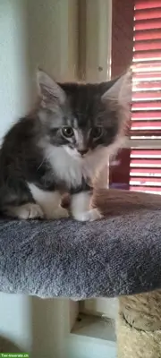 Maine Coon Kitten, weiss-rot und grau-blau