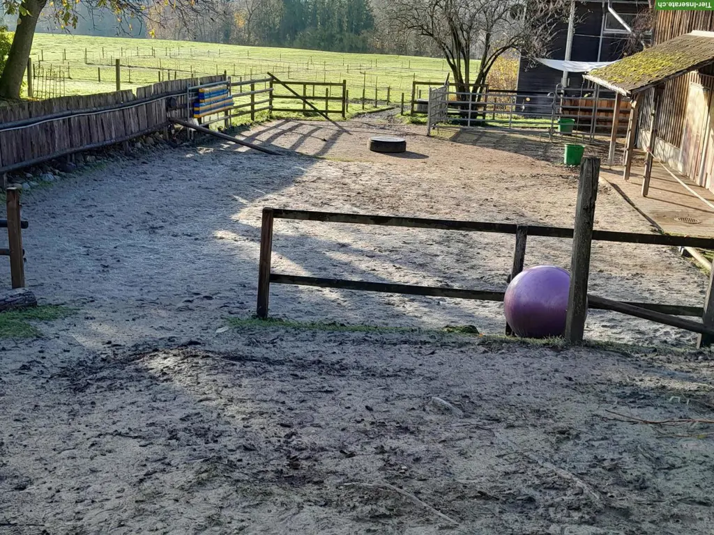 Offenstallplatz mit Paddocktrail zu vermieten, Neuwilen TG