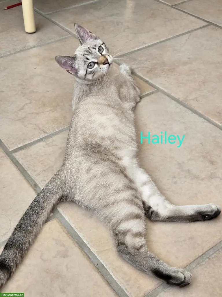 Bengal Mix Kitten Seal Lynx Point