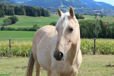 Berber-Araber, Palomino-Stute, 14-jährig, zu verkaufen