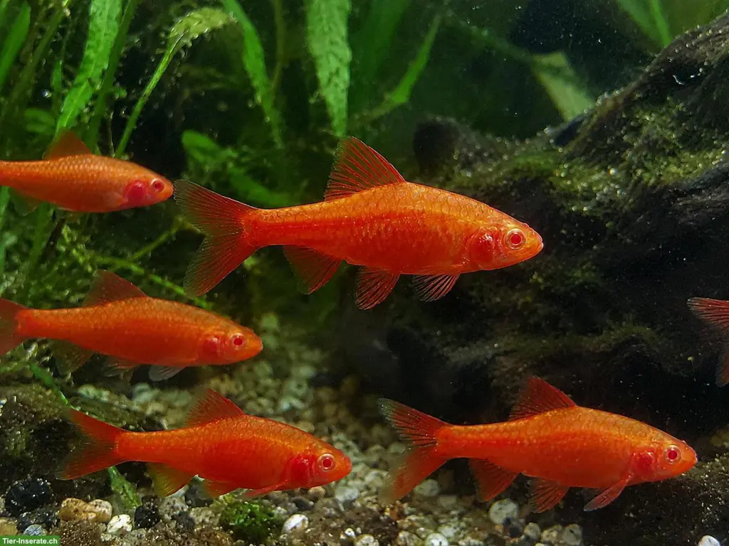 Albino Bitterlingsbarben Nachzuchten
