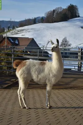 Classic-Lamas zu verkaufen, Hengste