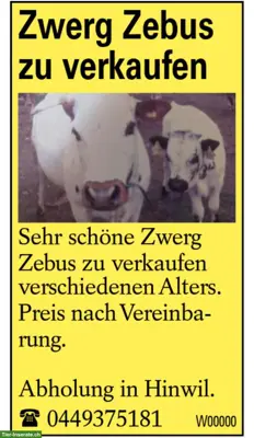 Zwergzebus zu verkaufen