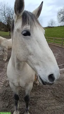 Reitbeteiligung in Wangen für Lusitano Wallach