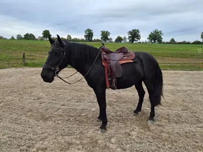 Stallsuche in der Zentralschweiz