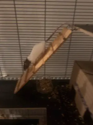 3 Farbratten weibchen