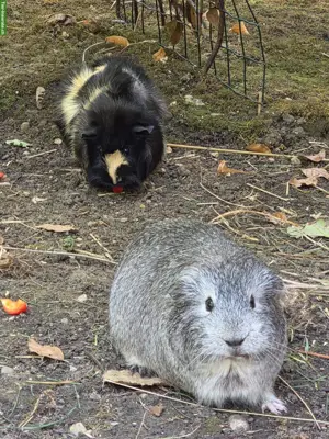 Meerschweinchen Weibchen zu verkaufen