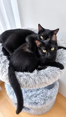 Nuela und Mikesch – das verspielte Kitten-Duo