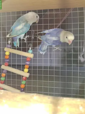 Oiseaux à vendre, Espèce inséparable