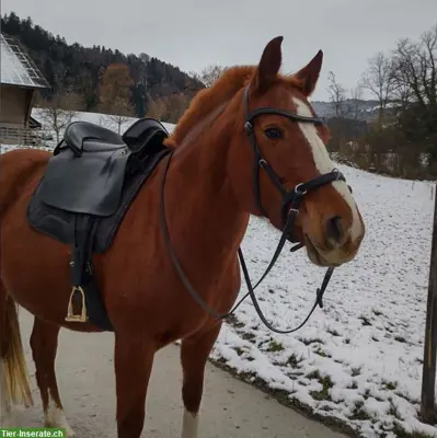 Zuverlässige Reitbeteiligung für Freiberger Stute