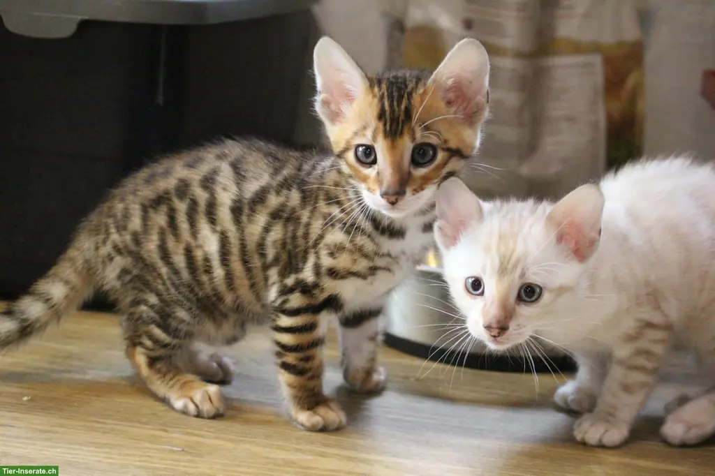 Reinrassige Toyger Kitten zu verkaufen