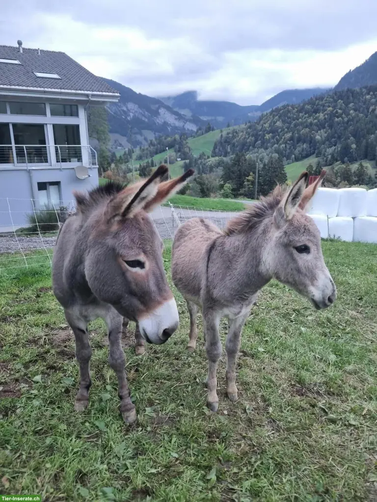 Eselstute mit Hengstfohlen bei Fuss zu verkaufen