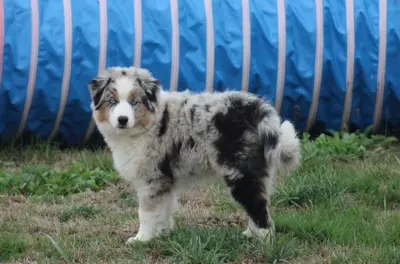 Mini American Shepherd 3 Welpen zur Auswahl