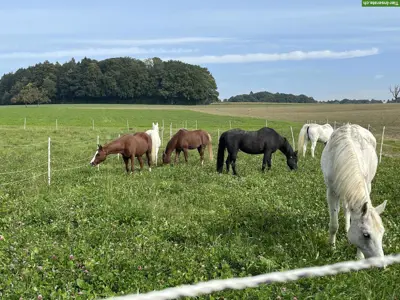 Reitbeteiligung auf Pferdehof im Thurgau