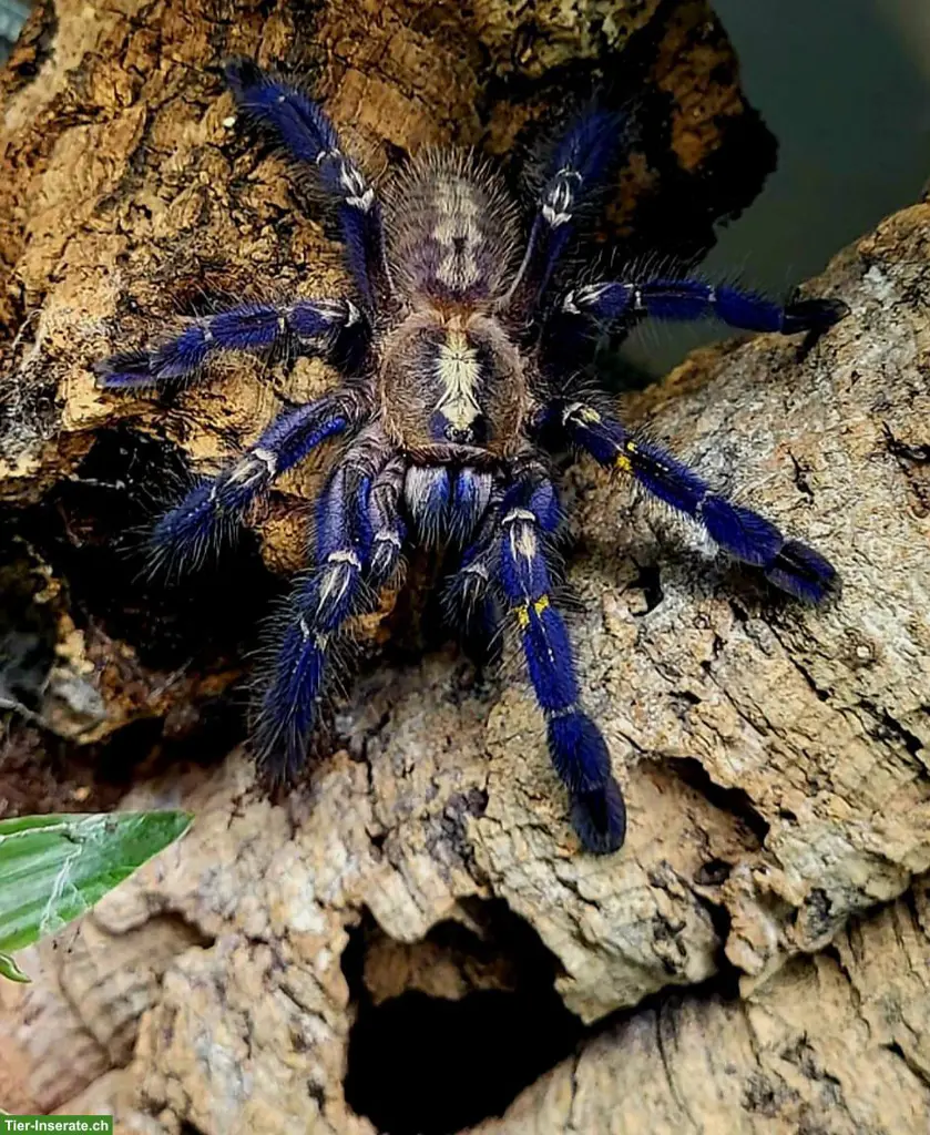 Vogelspinne Ostschweiz bietet schöne Vogelspinnen