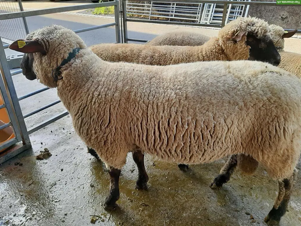 Reinrassige Shropshire Widder zu verkaufen