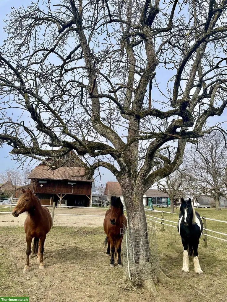 Zuhause für dein Pferd oder Pony in Lampenberg BL
