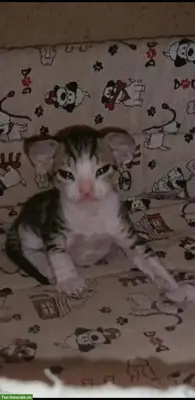 Don Sphynx Katzen aus Zucht in Italien