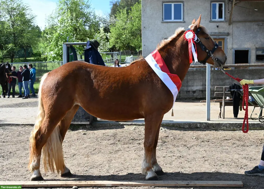 Wunderschöne Noriker Stute zu verkaufen