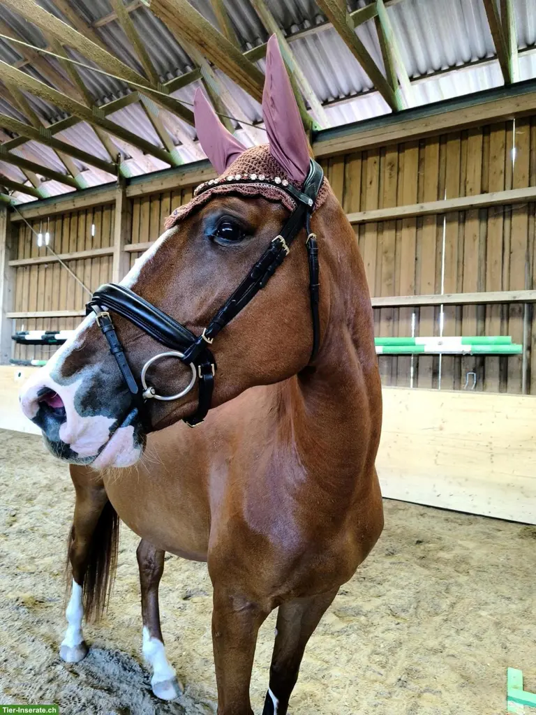 Sportliche Nachwuchsstute mit bestem Springblut