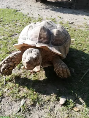 Centrochelys sulcata / Spornschildkröten zu verkaufen