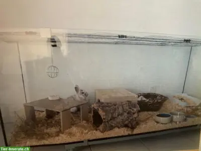 Grosses Glas Terrarium 180x75x70cm zu verkaufen