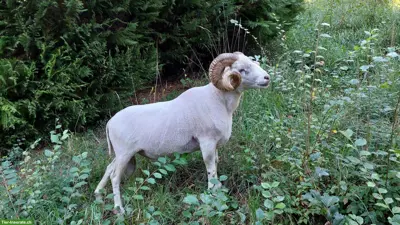 Skudden Schafbock zu vermieten