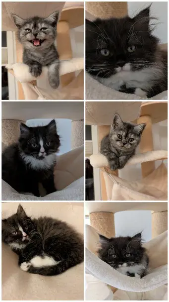 Drei kleine Kitten suchen ihr neues Zuhause