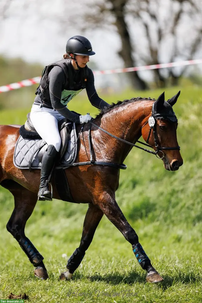 Pferdegerechter Reitunterricht nach klassisch-deutscher Reitweise