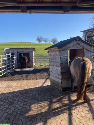 Offenstallplatz frei für Isländer in Waldkirch SG