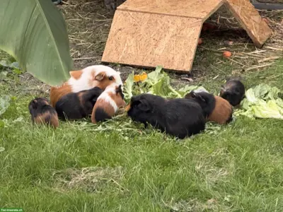 Meerschweinchenbabys abzugeben