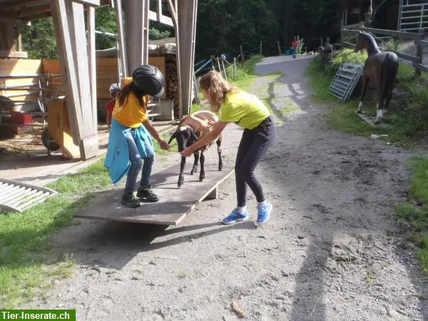 Erlebnisreitlager im Wolftobel Appenzellerland