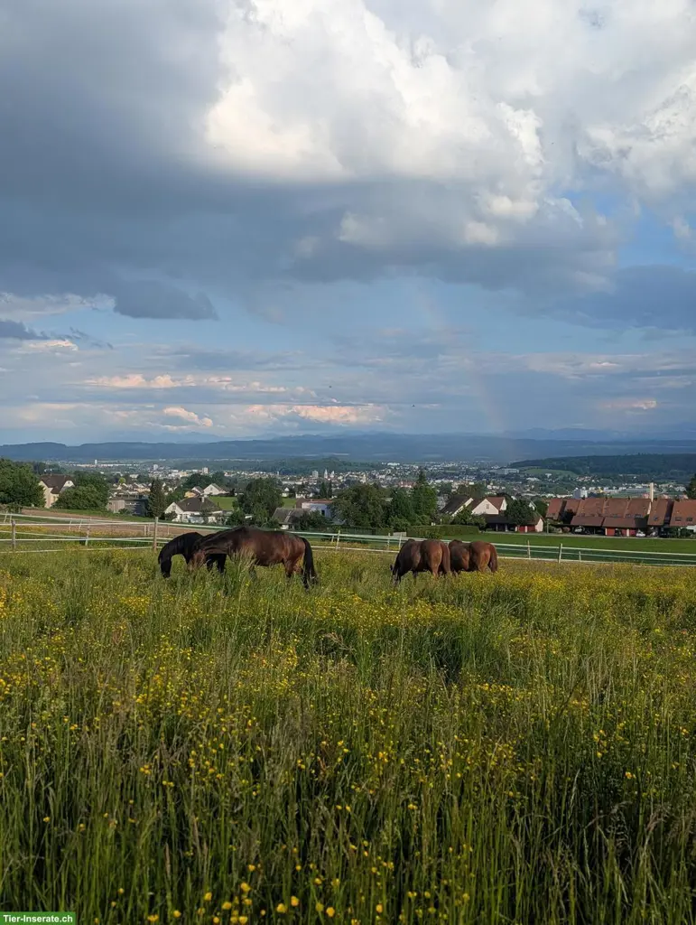 Offenstall in Oberdorf SO