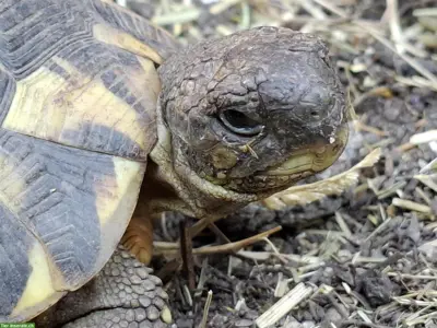 Testudo hermanni hermanni Toscana 0.1